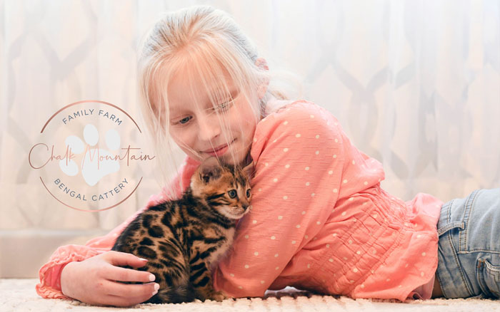 Bengal kitten for sale